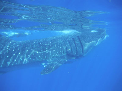 snorkeler and whale shark swimming